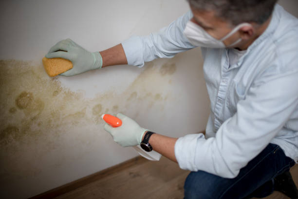 Best Commercial Mold Removal  in Arnaudville, LA