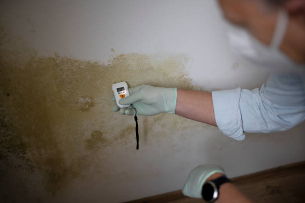 Best Commercial Mold Removal  in Arnaudville, LA
