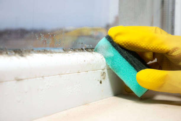 Certified Mold Removal in Arnaudville, LA