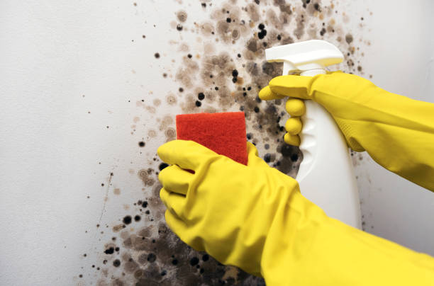 Best Black Mold Removal  in Arnaudville, LA