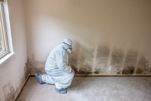Best Home Mold Removal  in Arnaudville, LA