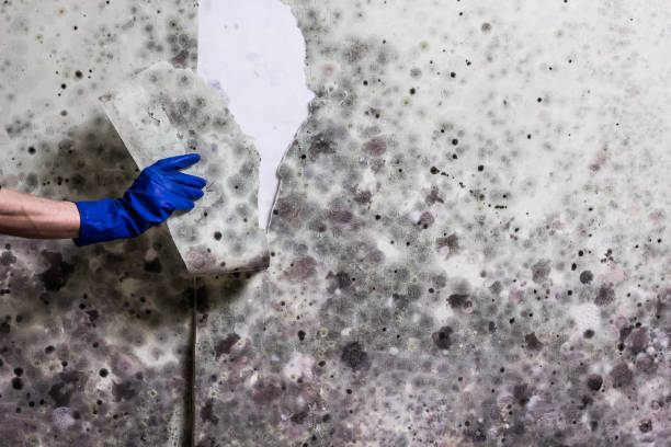 Best Mold Removal Company Near Me  in Arnaudville, LA