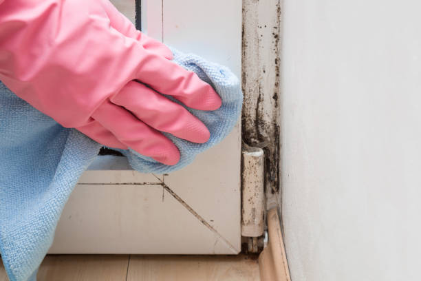 Best Affordable Mold Removal  in Arnaudville, LA