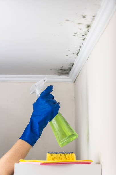 Best Mold Remediation  in Arnaudville, LA