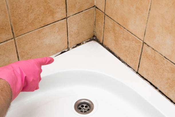 Best Mold Damage Repair  in Arnaudville, LA