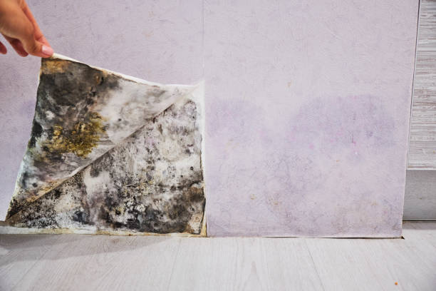 Best Residential Mold Removal  in Arnaudville, LA